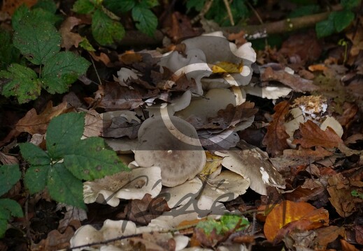 DSC01742