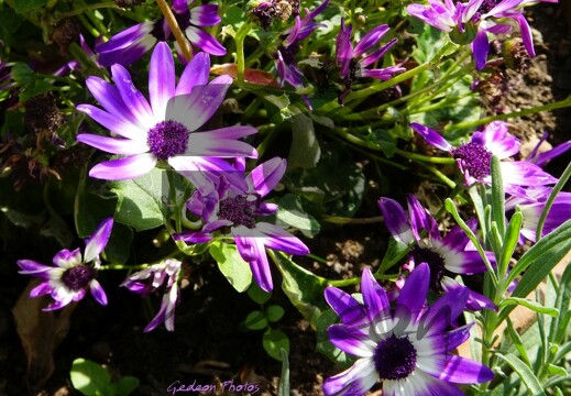 Nature : faune & flore