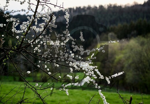 Nature : faune & flore