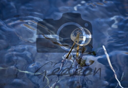 Evasion : nature, paysages, sites, visites, flore & faune...