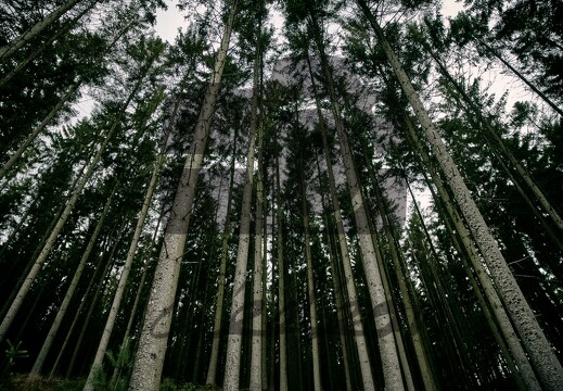 Trail des Croix à Francheville 